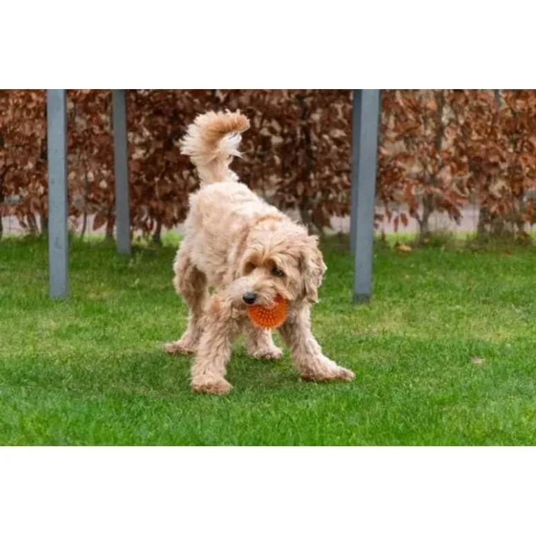 Balle chien Dog Comets : Exoplanet Orange L1, rebond, flottante