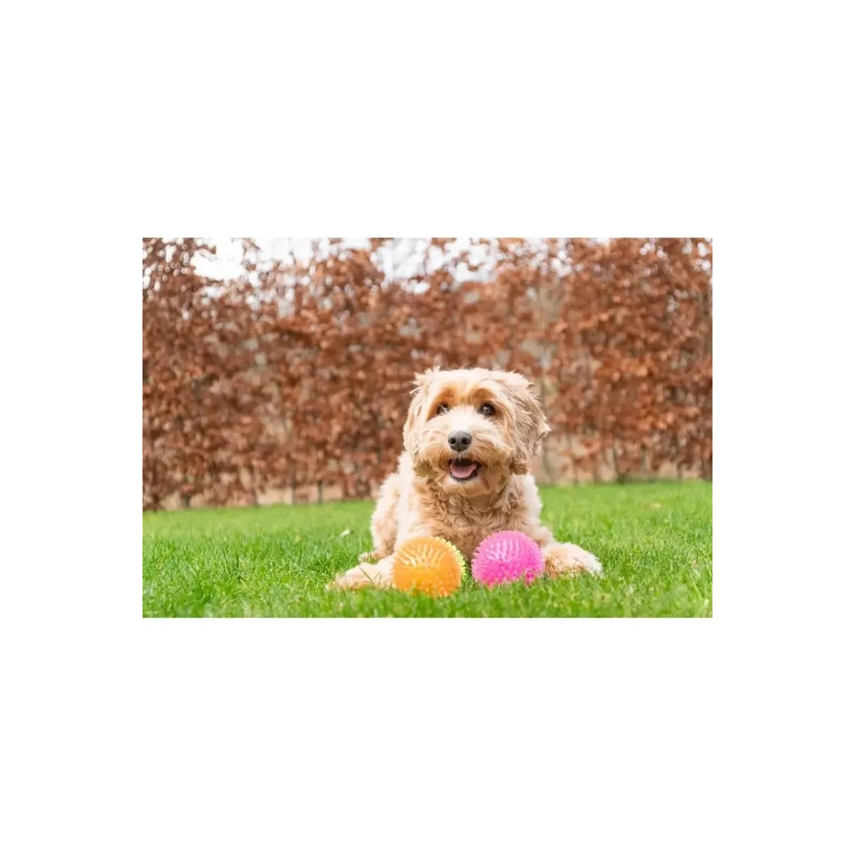 Balle chien Dog Comets Exoplanet Rose - Flottante & soin dentaire