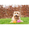 Jouet chien Dog Comets Exoplanet rose - Pics, couineur, jeu aquatique