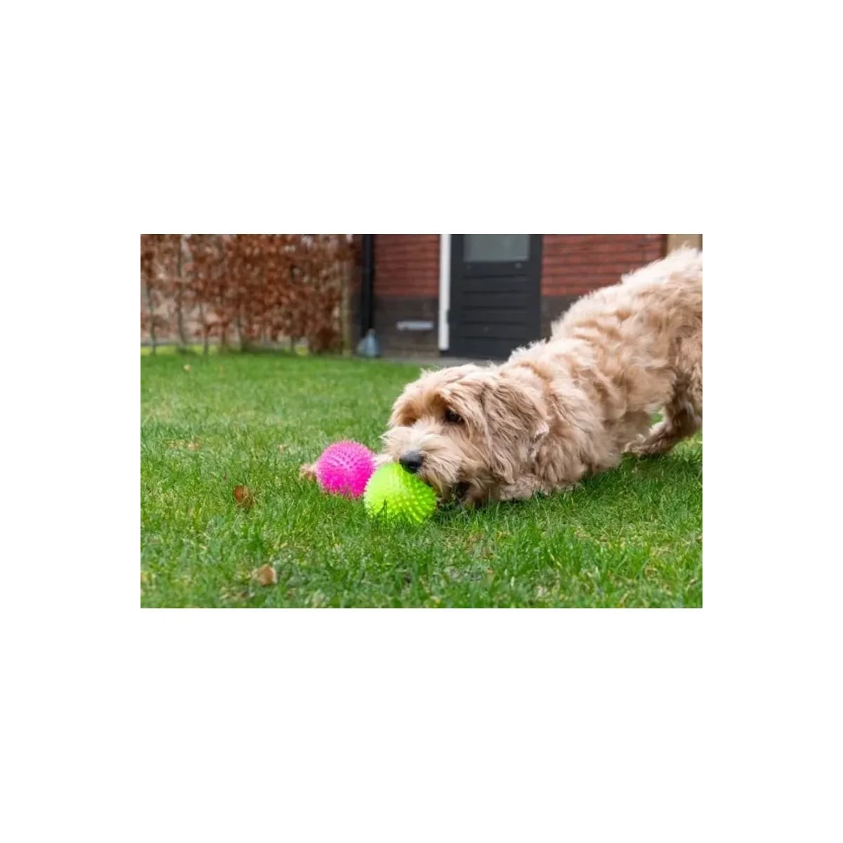 Balle chien Dog Comets Vert - Rebond, flottante, massage gencives