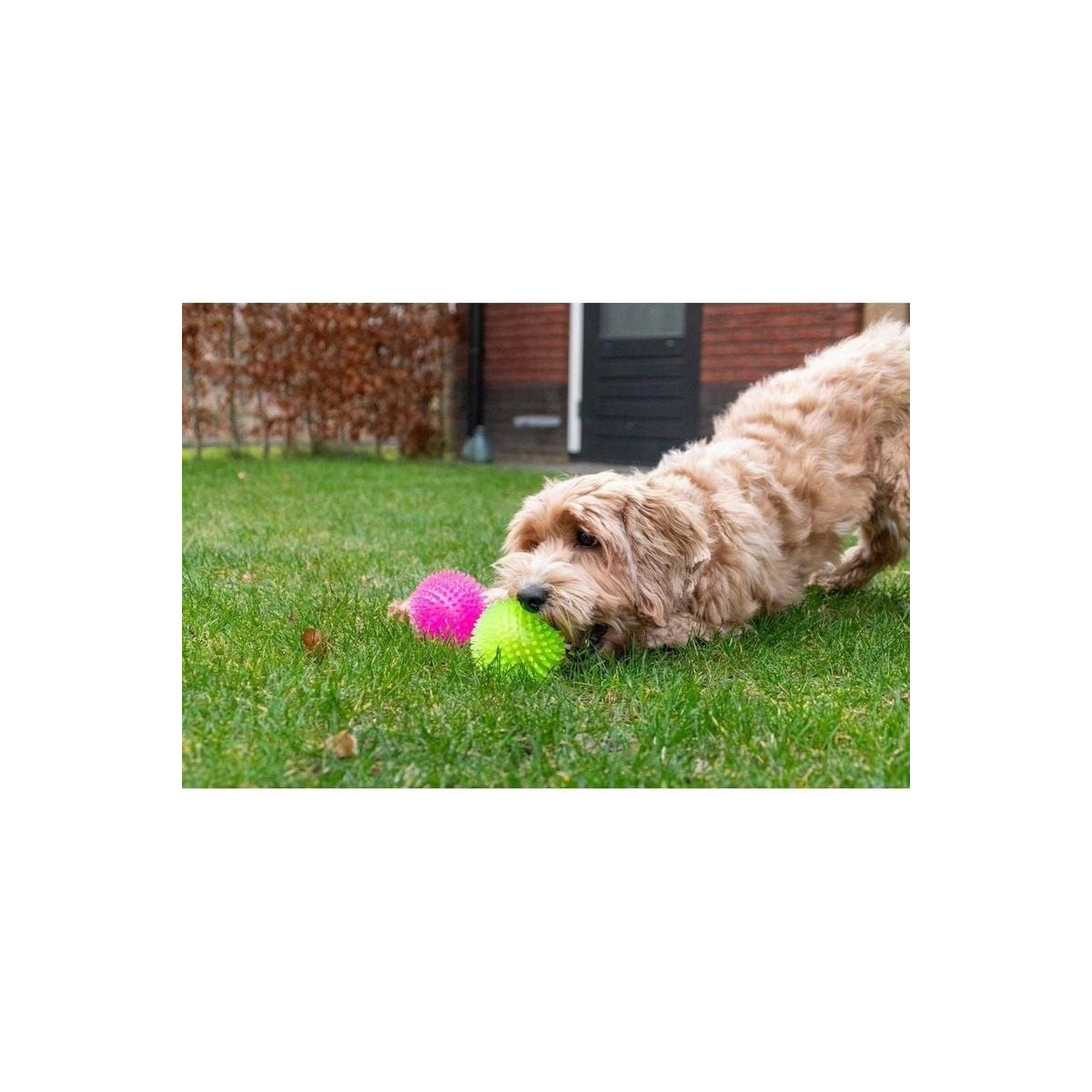 Jouet chien Dog Comets : balle Exoplanet verte - 5 cm - TPR flottante