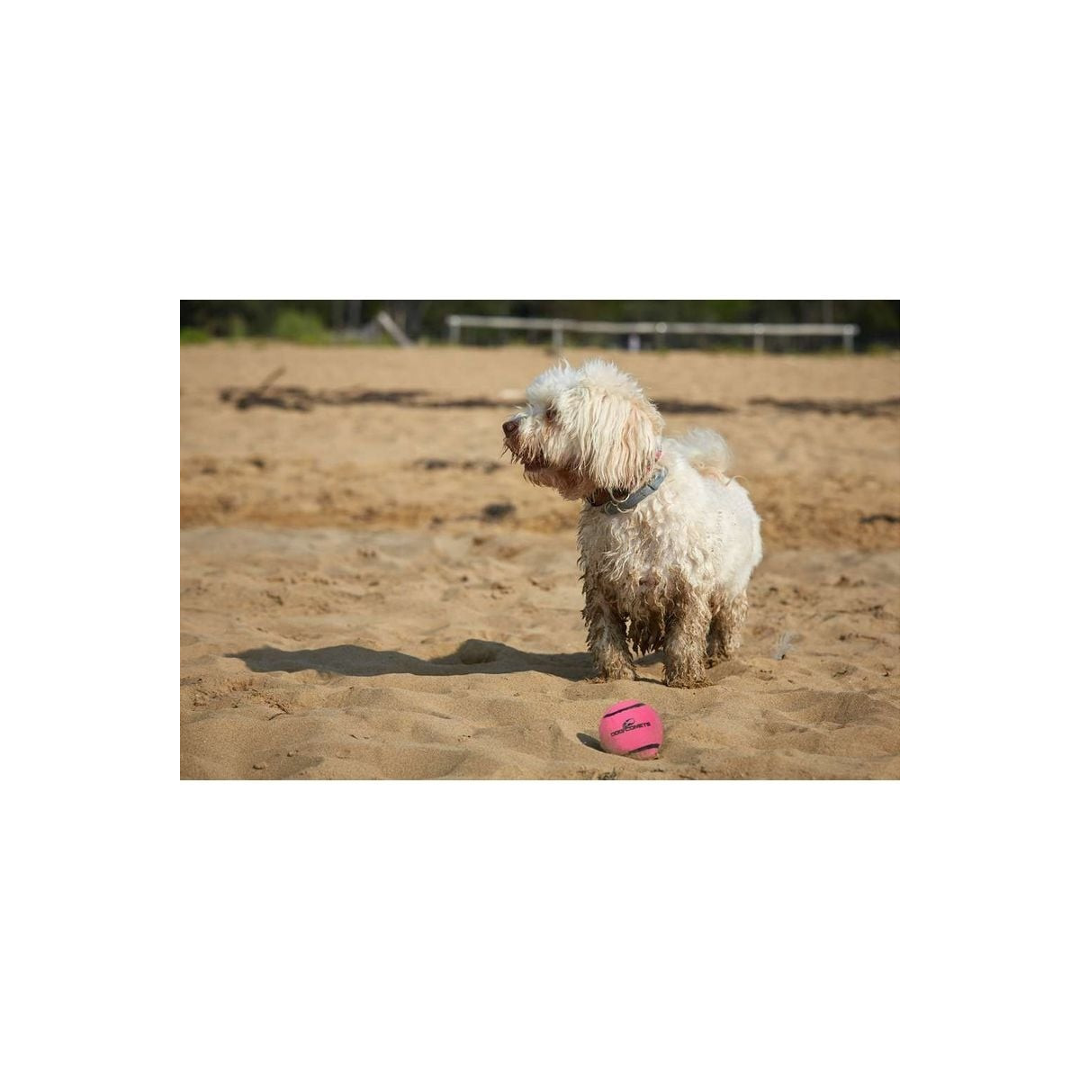 Dog Comets - Balle tennis rose 6cm : rebond extrême, couineur intégré