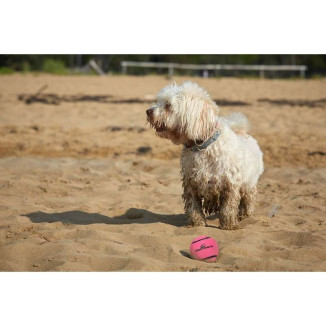 Dog Comets - Balle tennis rose 6cm : rebond extrême, couineur intégré