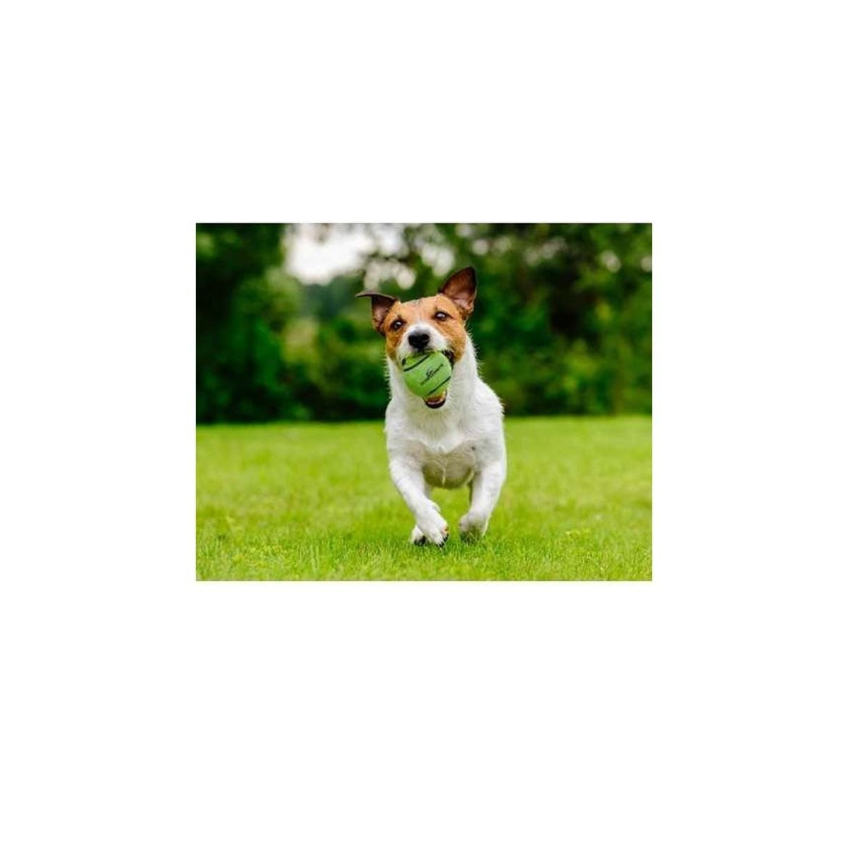 Balle tennis chien Dog Comets 6cm - Ultra rebondissante et résistante