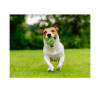 Balle tennis chien Dog Comets 6cm - Ultra rebondissante et résistante