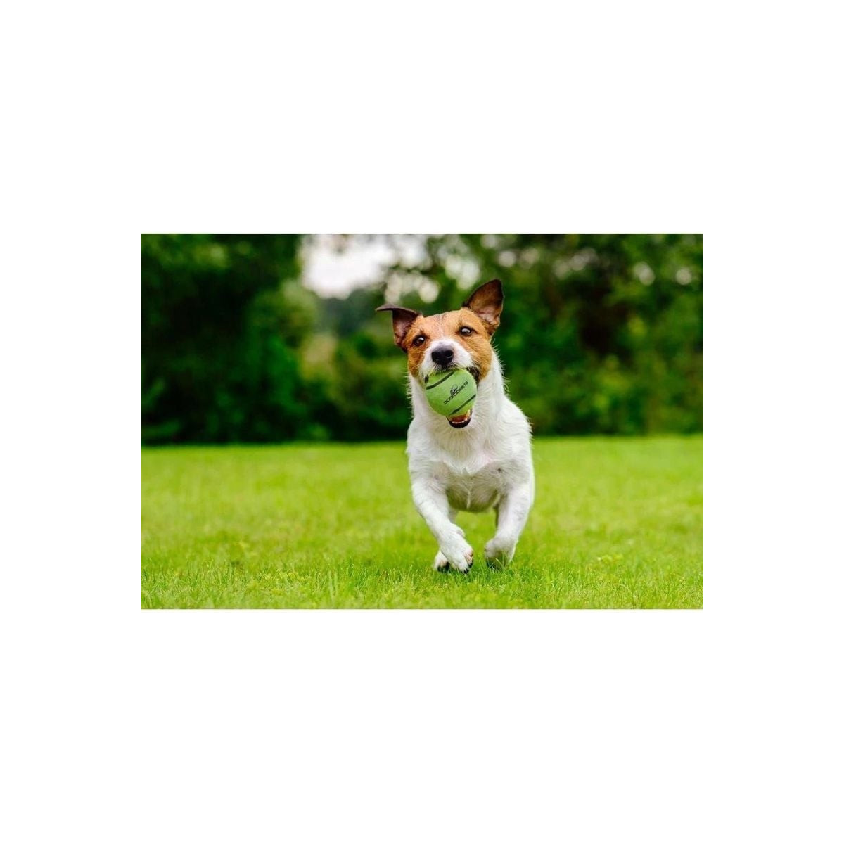 Dog Comets balle tennis chien 5cm vert - Robuste et résistante