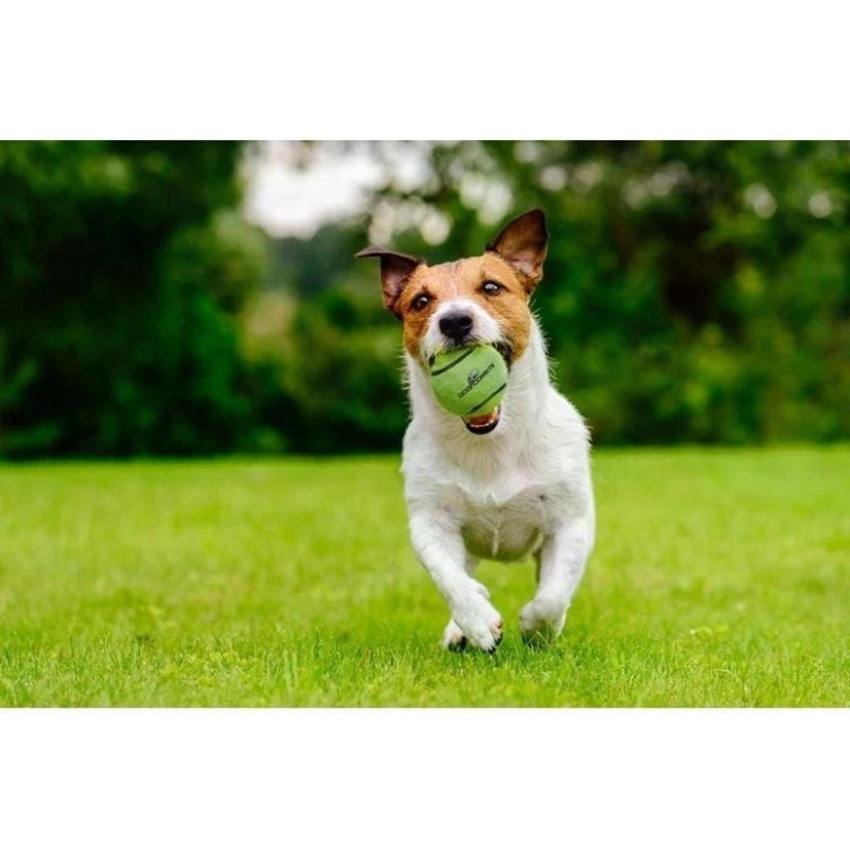 Dog Comets balle tennis chien 5cm vert - Robuste et résistante