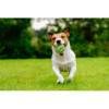 Dog Comets balle tennis chien 5cm vert - Robuste et résistante