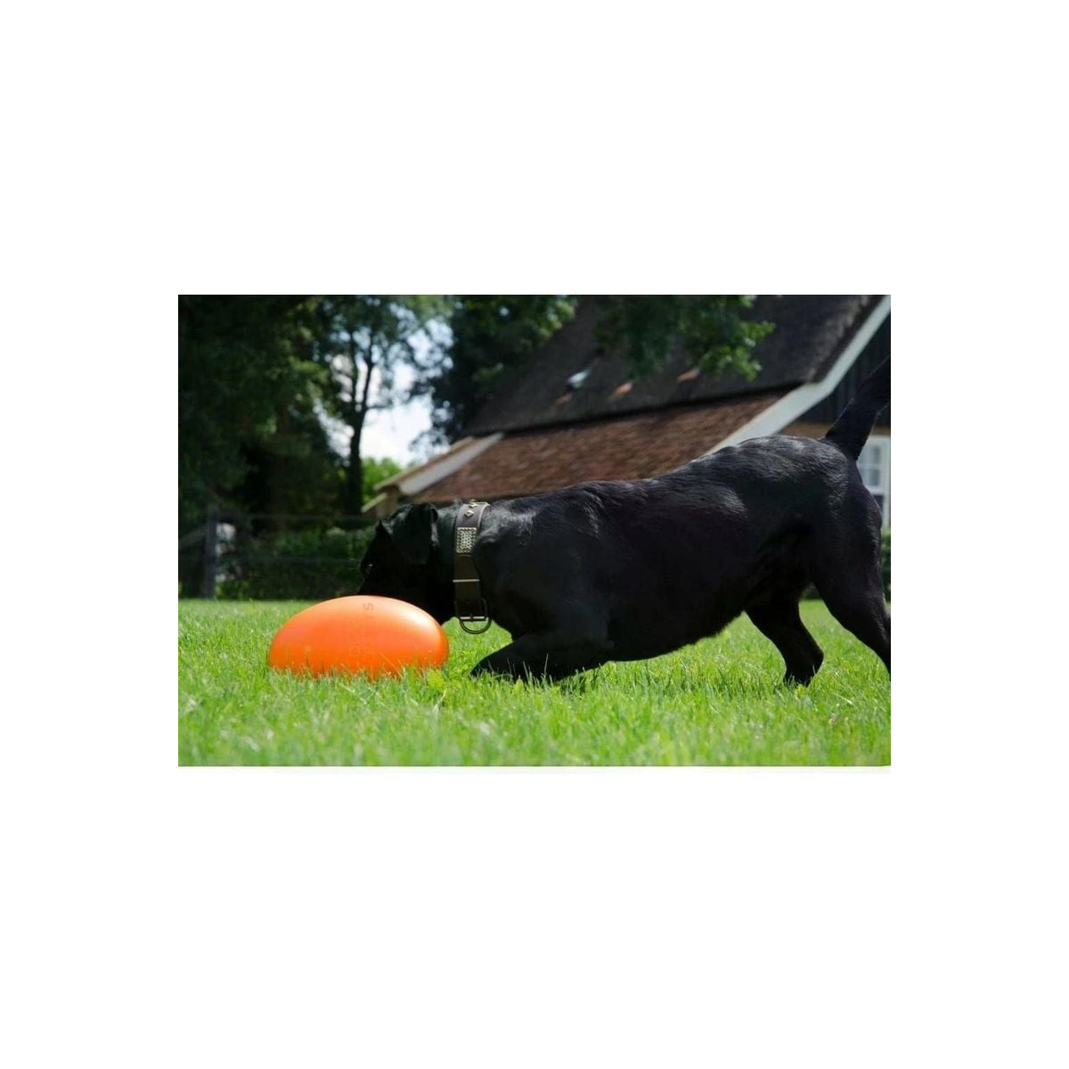 Jouet chien Dog Comets Ballon Rugby flottant, durable, taille L