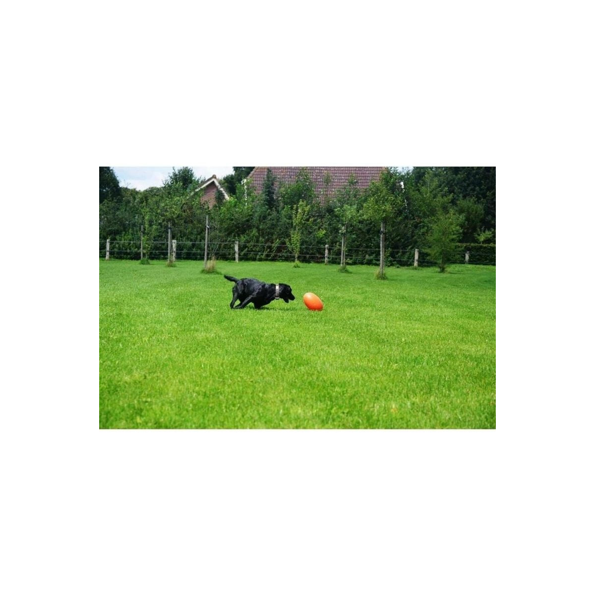 Jouet chien Dog Comets Ballon Rugby flottant, durable, taille L