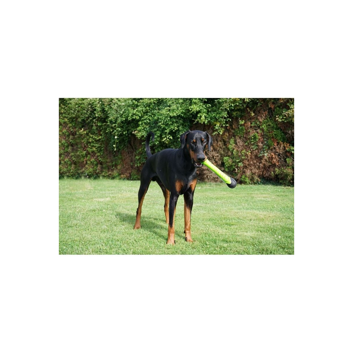 Jouet chien Dog Comets : Bâton Asteroid Vert - Lancement & Dentition
