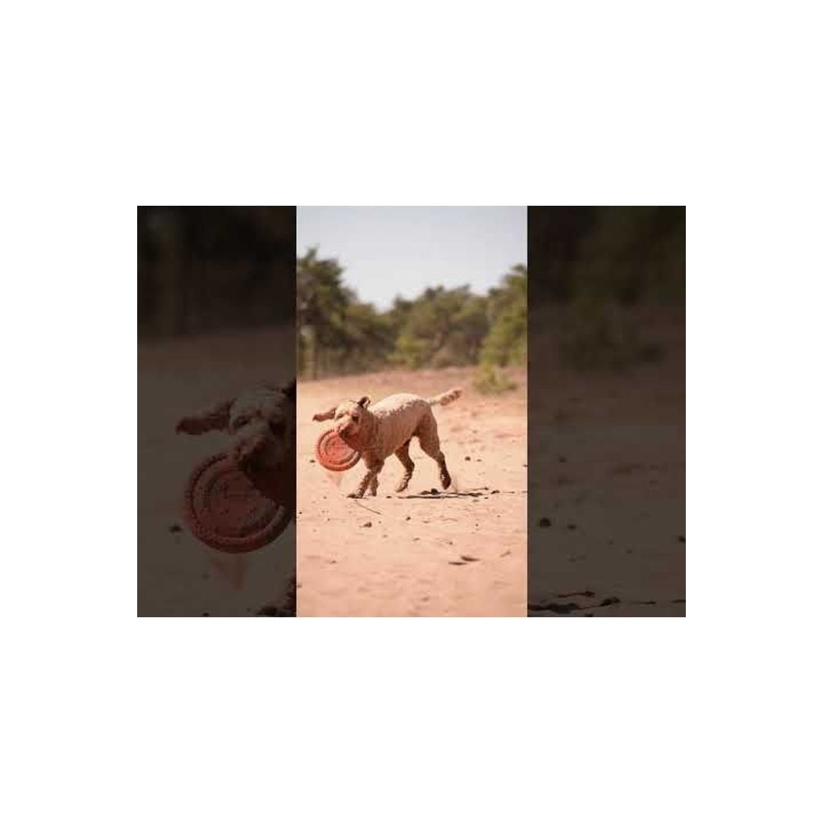 Jouet chien Dog Comets Frisbee Ring Orange - 19cm - Durable & Flottant
