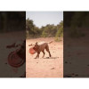 Jouet chien Dog Comets Frisbee Ring Orange - 19cm - Durable & Flottant