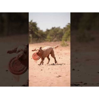 Dog Comets Frisbee UFO Vert 24cm : lancez et amusez votre chien
