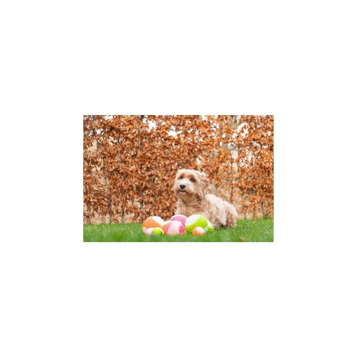 Dog Comets Moon Phospho Orange - Jouet chien lumineux et flottant