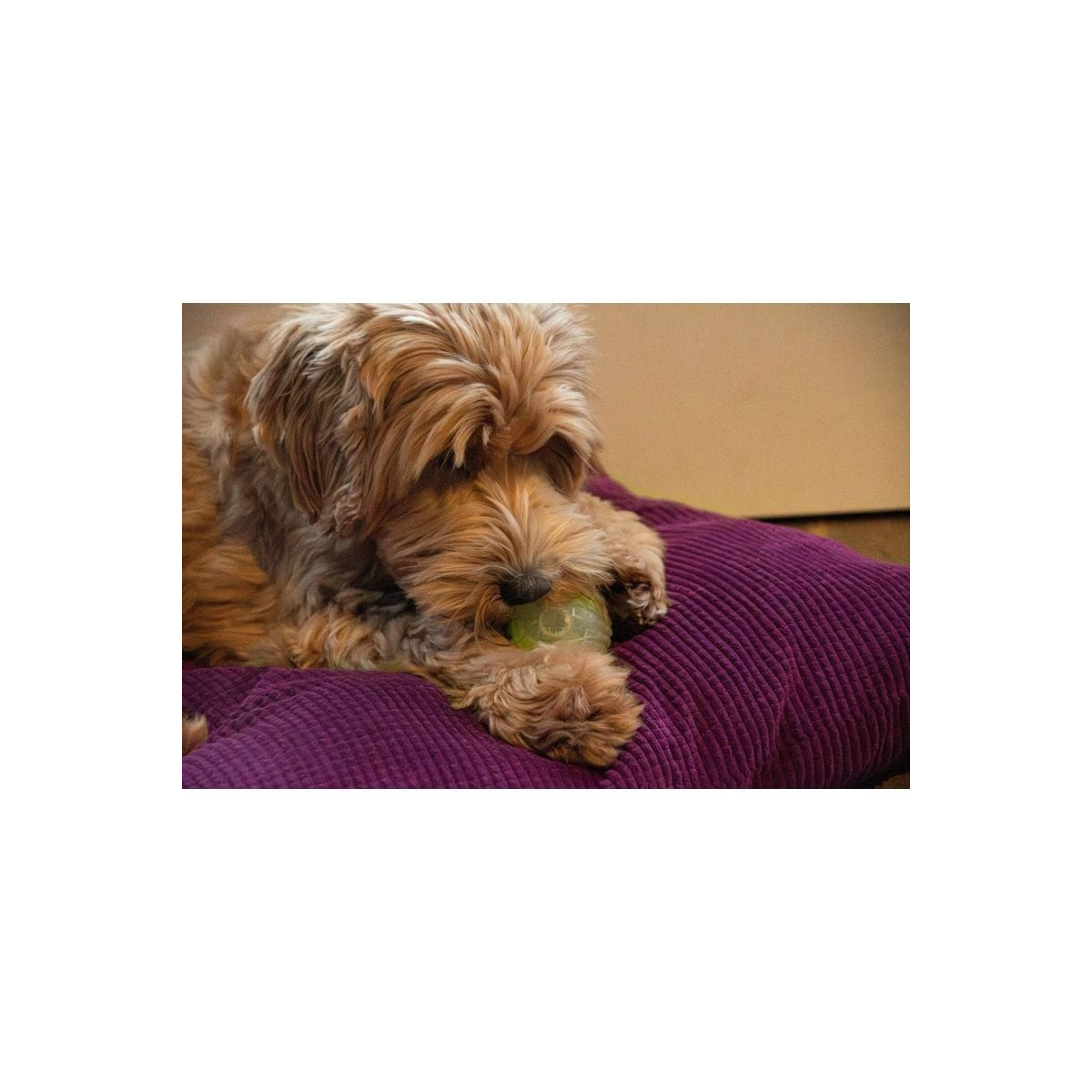 Jouet chien Dog Comets Moon Phospho Orange - Balle lumineuse 5 cm