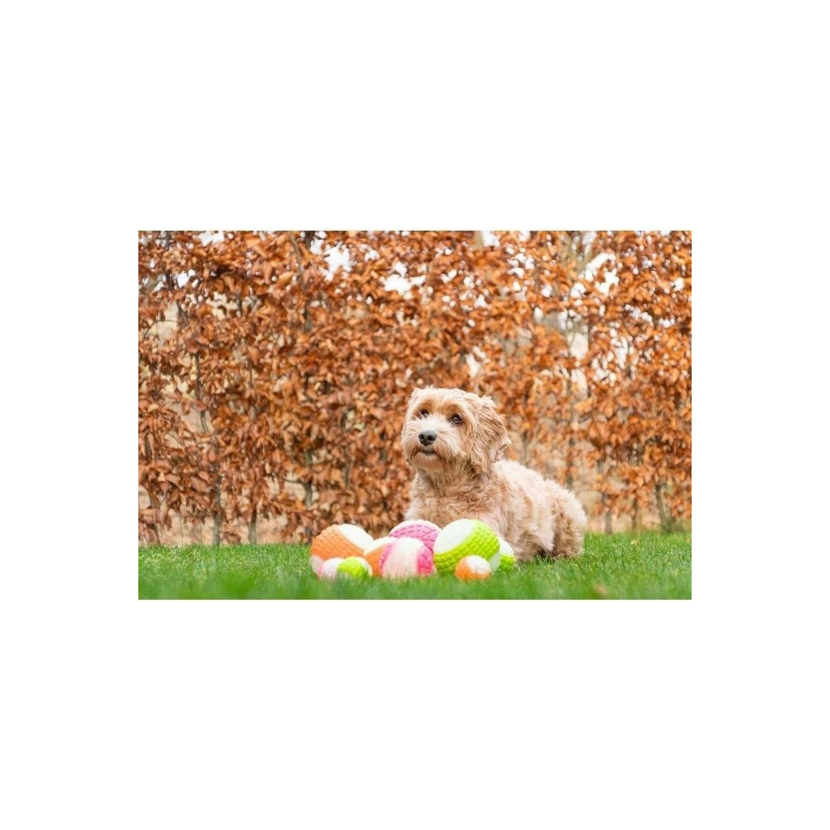 Jouet chien Dog Comets Moon Phospho Orange - Balle lumineuse 5 cm