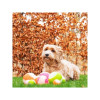 Balle chien Dog Comets Moon - Rose 10cm, phosphorescente
