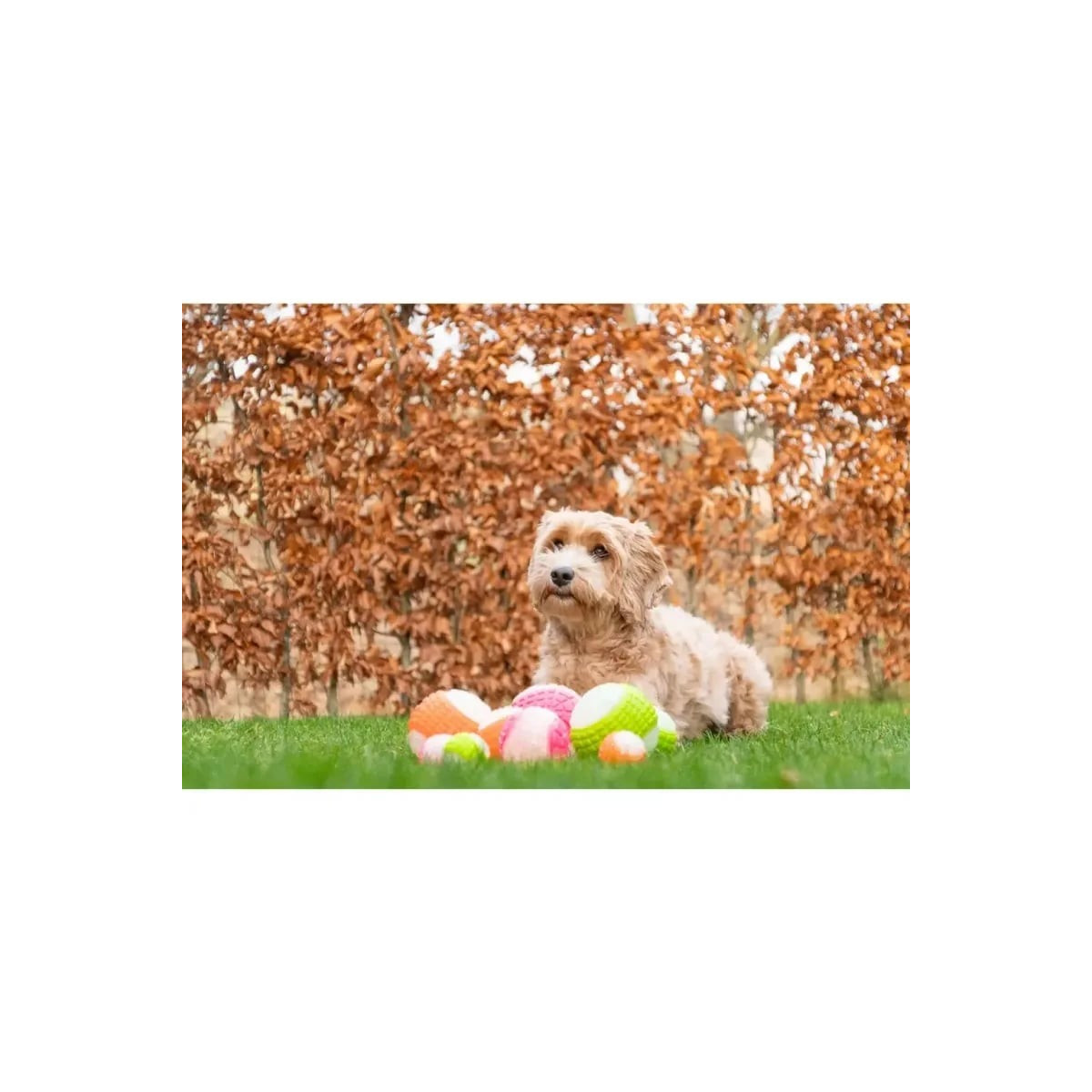 Balle chien Dog Comets phospho vert 10cm - Rebond, couineur