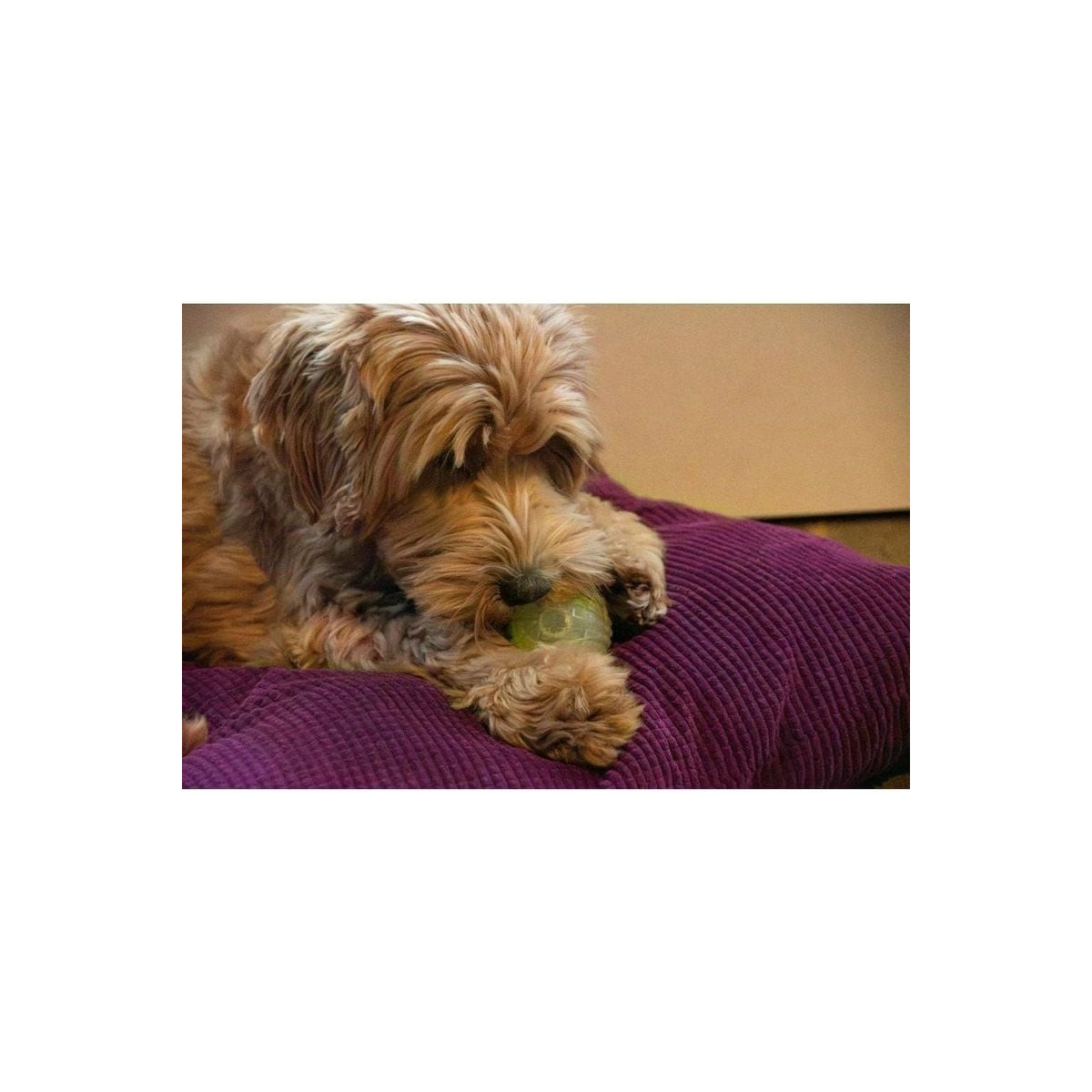 Jouet chien phosphorescent Dog Comets - Balle Moon Vert 5cm
