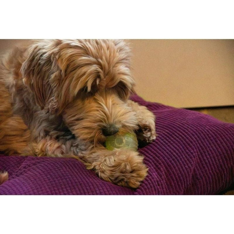 Jouet chien phosphorescent Dog Comets - Balle Moon Vert 5cm