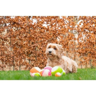 Jouet chien phosphorescent Dog Comets - Balle Moon Vert 5cm
