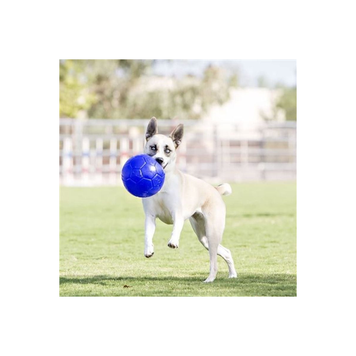 Ballon chien Jolly Pets 15cm bleu : flottant et indestructible
