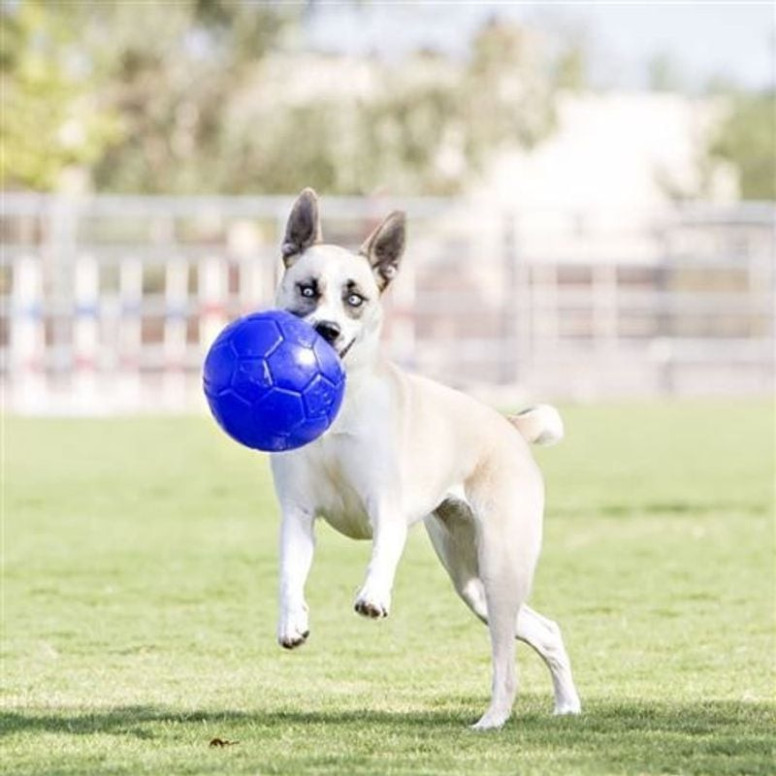Ballon chien Jolly Pets 15cm bleu : flottant et indestructible