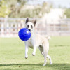 Ballon chien Jolly Pets 15cm bleu : flottant et indestructible