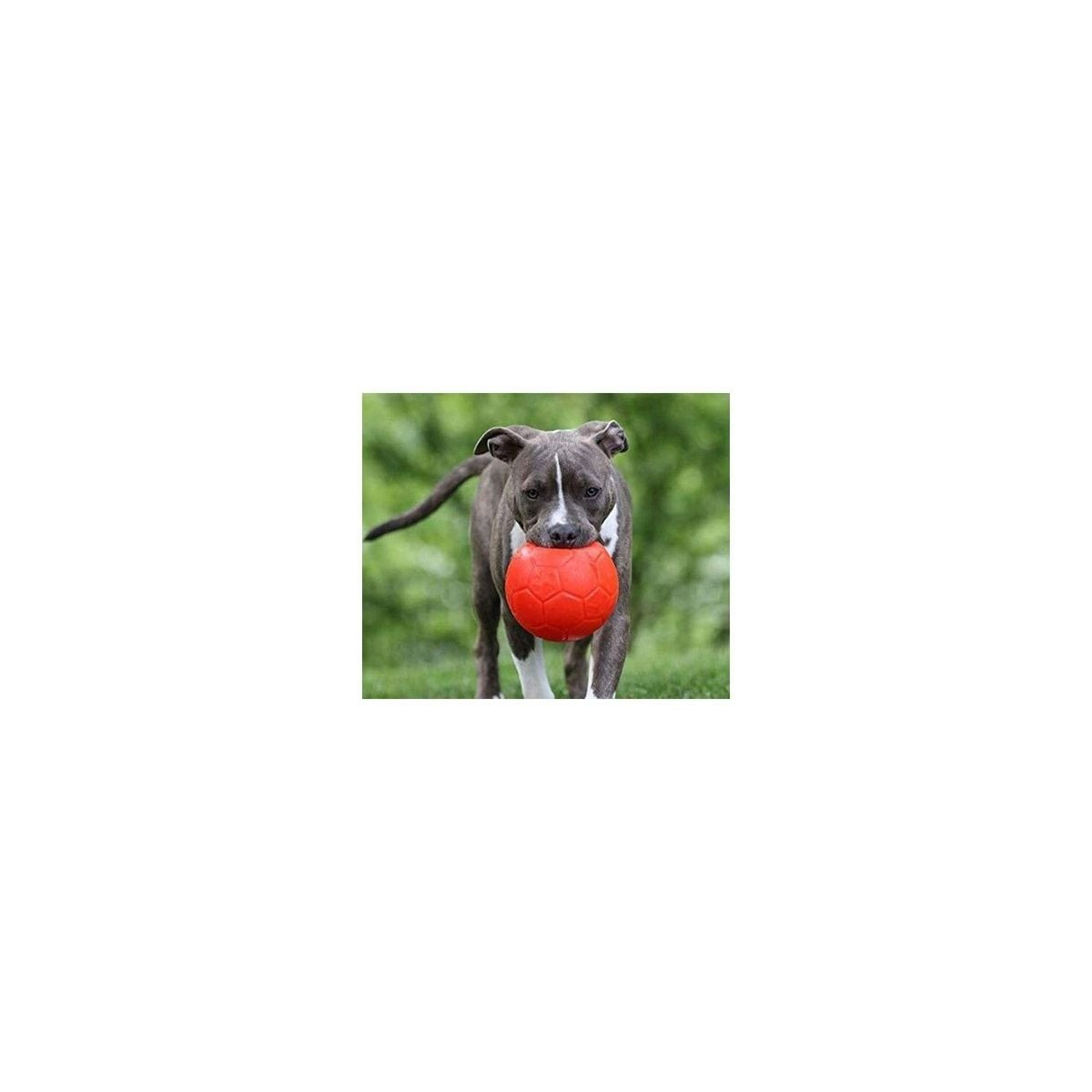 Jouet chien Jolly Pets Ball S orange 15cm - Flottant & ultra résistant