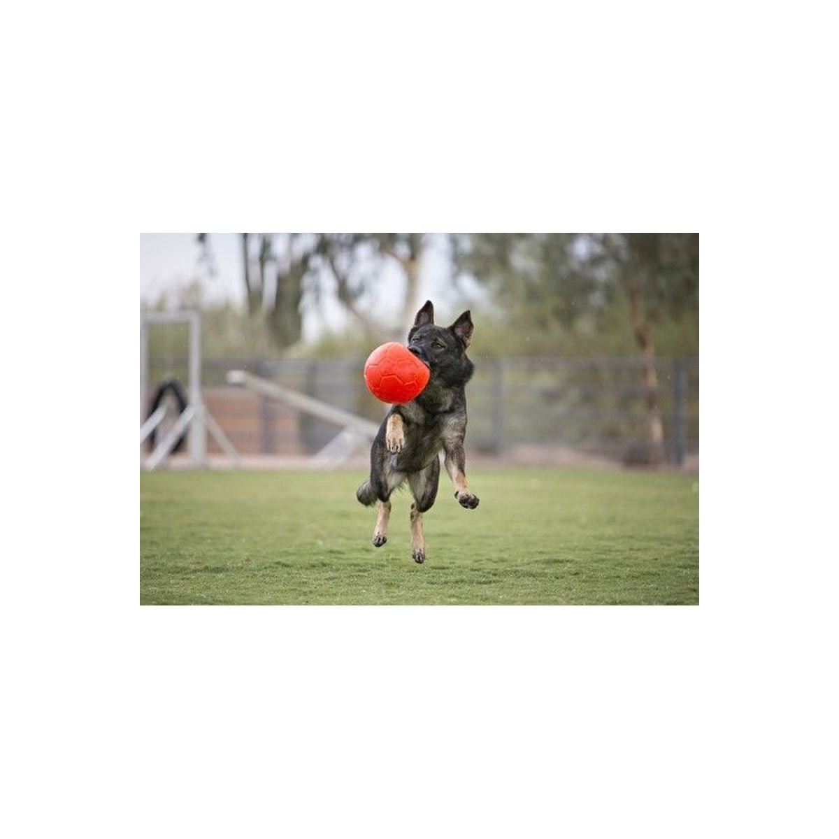 Jouet chien Jolly Pets Ball S 15cm - Ballon flottant vanille