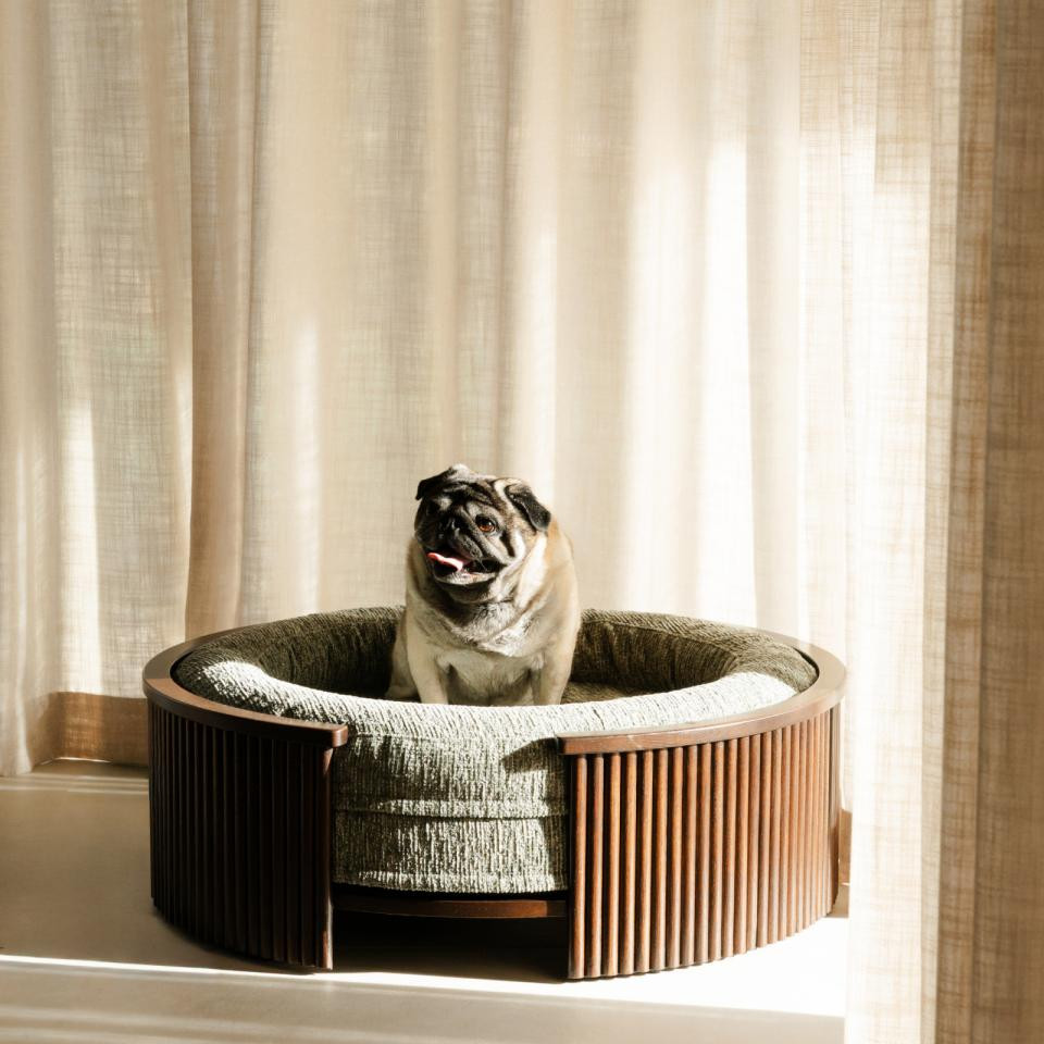 Fantail 1083708 walnut wood dog bed frame in a modern interior, with a dog relaxing.