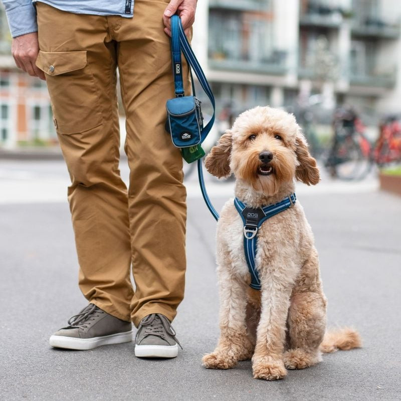 Un chien courant avec le harnais DOG COPENHAGEN Comfort Walk Air en bleu.