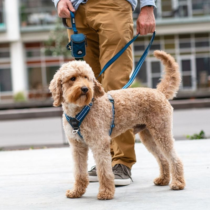 Gros plan sur la poitrine d'un chien avec le harnais DOG COPENHAGEN Comfort Walk Air montrant la bou