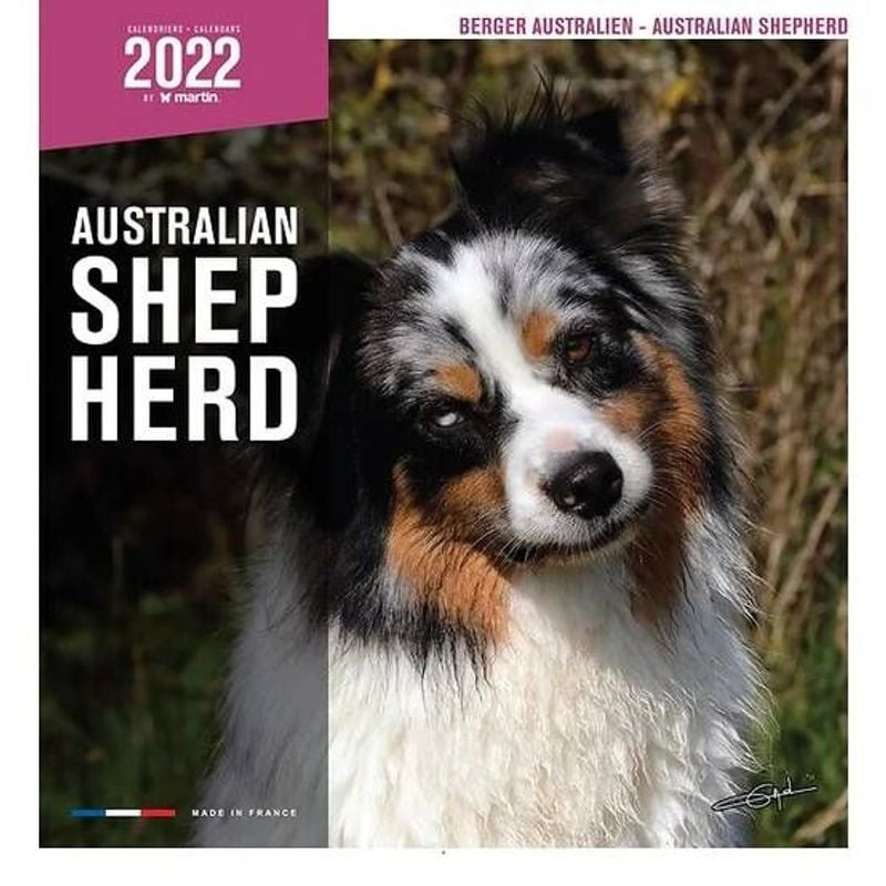 Gros plan du calendrier mural Berger Australien Martin Sellier 2022 montrant un chien merle en milie