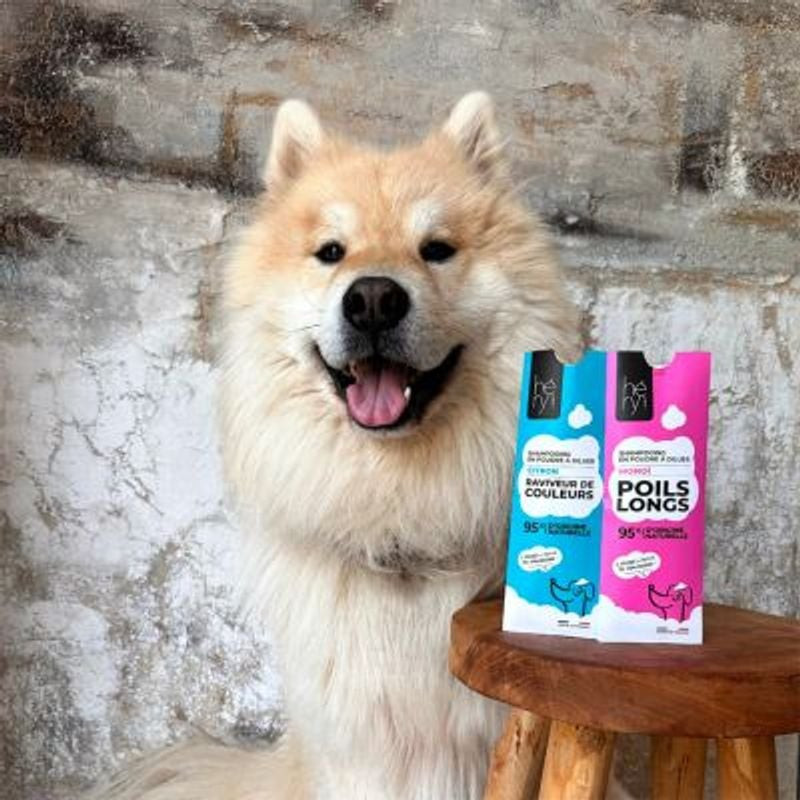 Chien Samoyède au pelage blanc duveteux souriant à côté des sachets Héry ravive-couleur citron et po