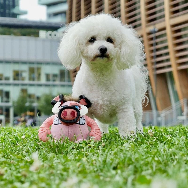 Un chien joue avec le Jouet peluche pour chien résistant Croci Warriors Pigo 18 cm