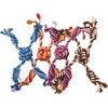 Corde etoile 30cm