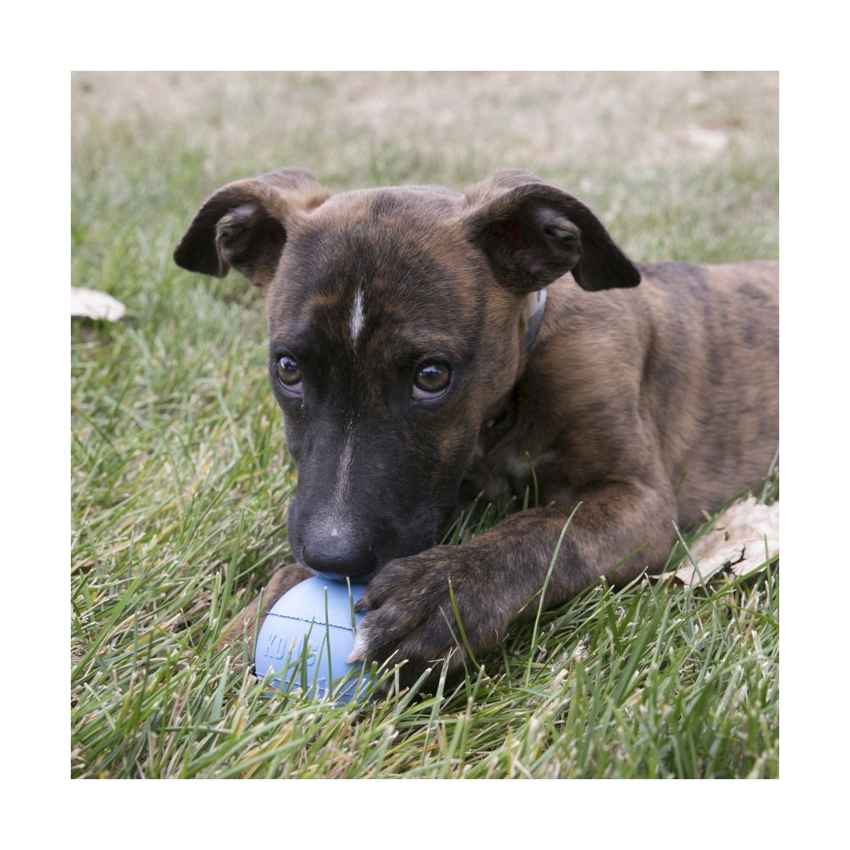 KONG puppy ball ml