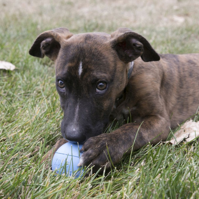 KONG puppy ball ml