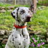 Collier Martin Sellier double épaisseur cuir pleine fleur orange 35/75cm pour chien et chat