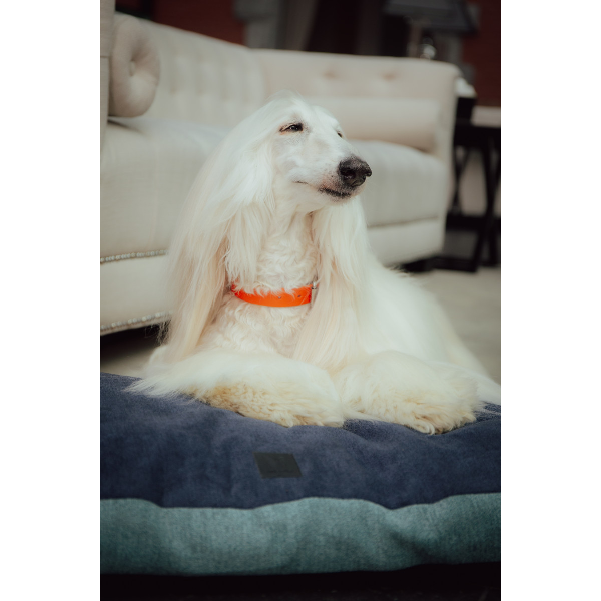 Collier bords ronds 14/35cm orange cuir vachette