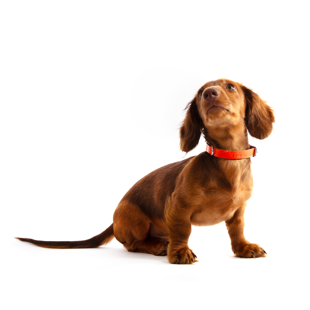 Collier bords ronds 14/35cm orange cuir vachette