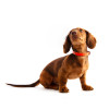 Collier bords ronds 14/35cm orange cuir vachette