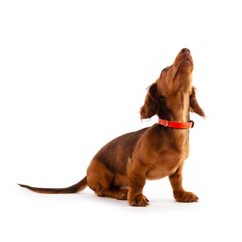 Collier bords ronds 14/35cm orange cuir vachette