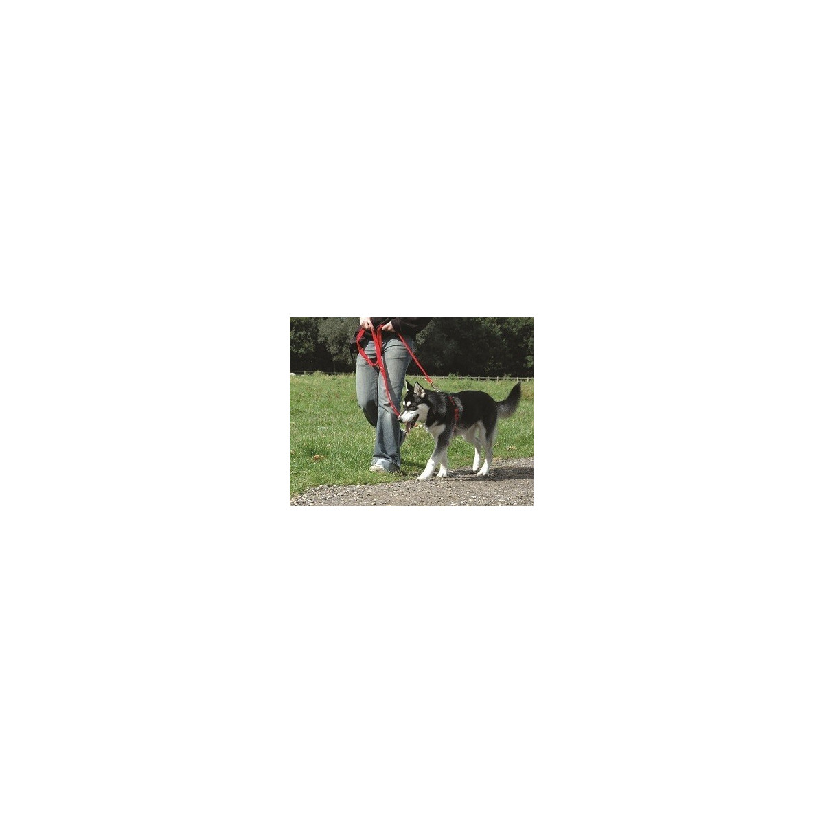 Halti harness m