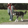 Halti harness m