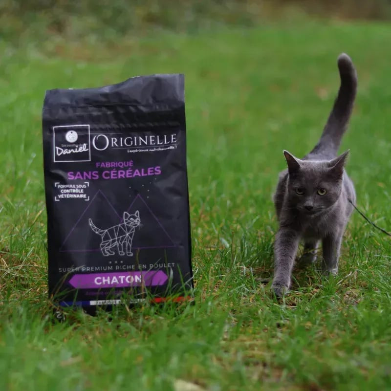 Chaton gris sur l'herbe près du sac Les Recettes de Daniel 2,5 kg de croquettes super premium sans c