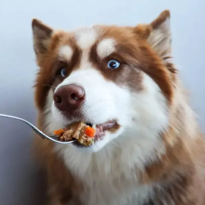 Husky rouge mange joyeusement la pâtée volaille Les Recettes de Daniel 1114747 à la fourchette, text