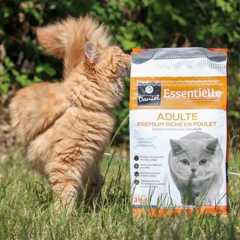 Chat roux gingembre reniflant joyeusement le sac Les Recettes de Daniel croquettes volaille adulte 3